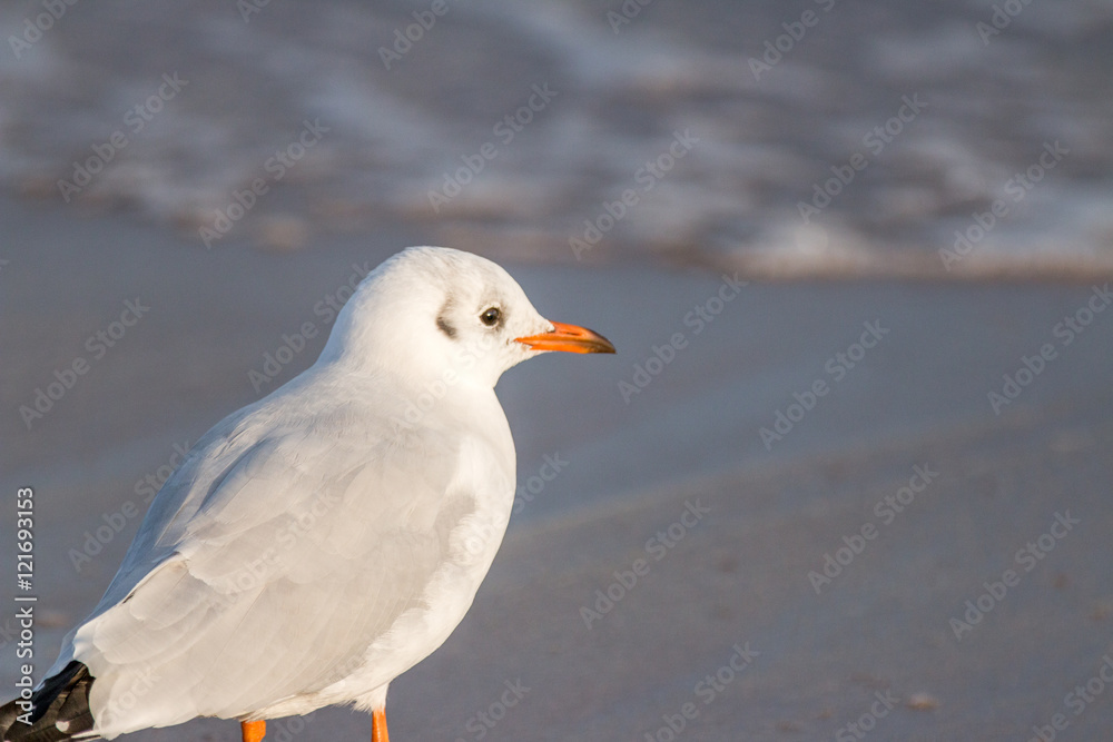 Fototapeta premium MEWA