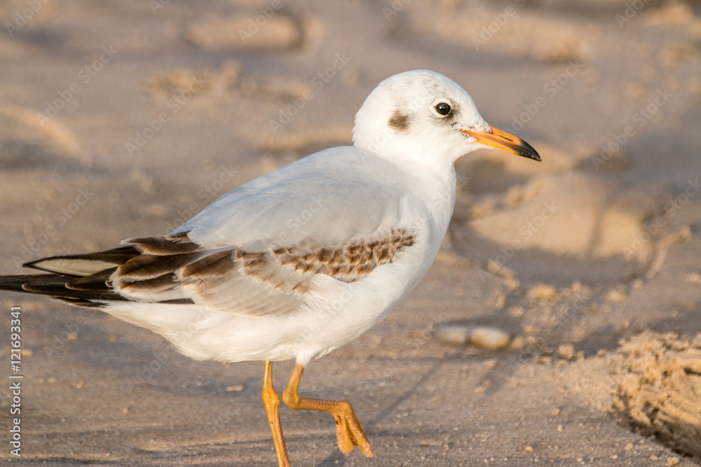 Fototapeta premium MEWA