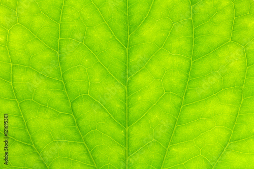 Leaf texture or leaf background for design. Abstract green leaf.