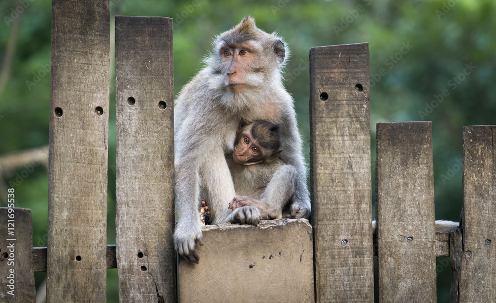 Naklejka premium Monkeys