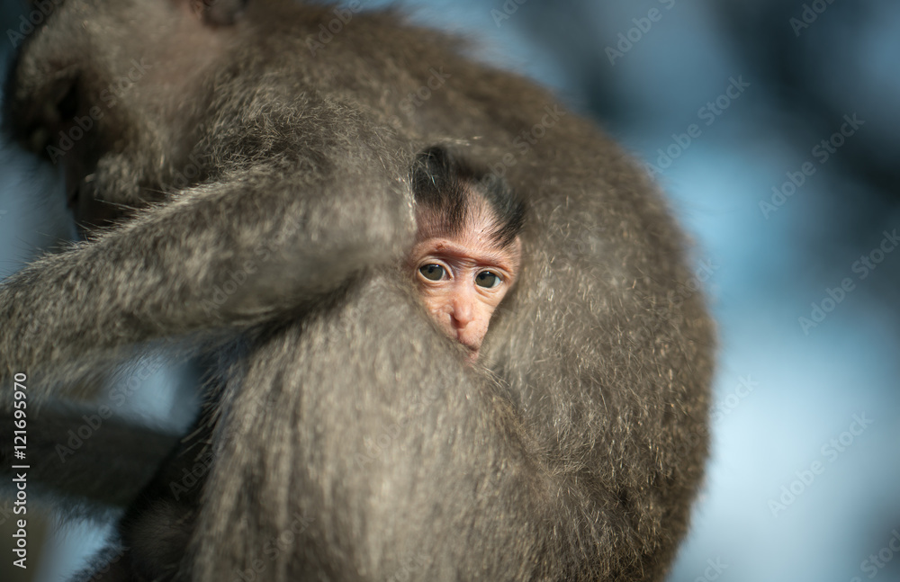 Baby Monkey Baby Monkey