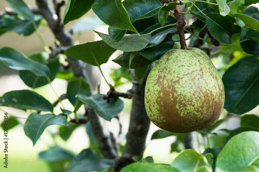 Close up of single ripe green pear hanging on the tree