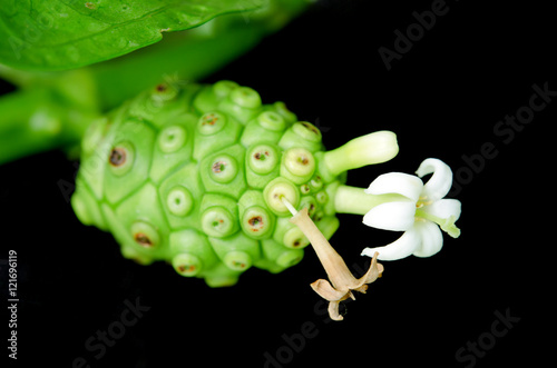 Exotic Noni fruit and flower isolated on the black