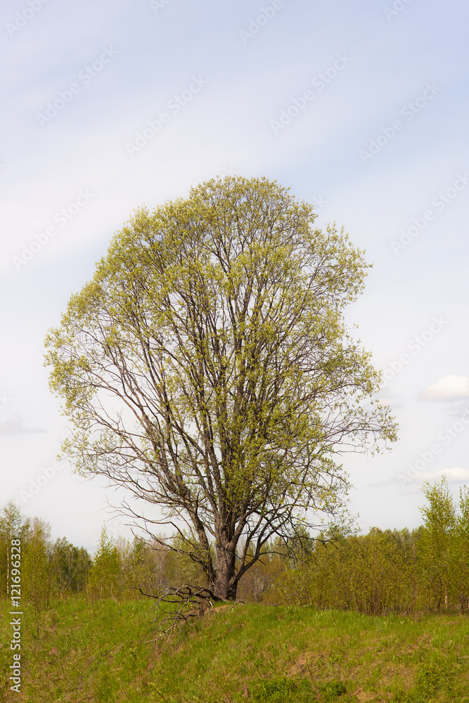 lonely spring tree lonely spring tree