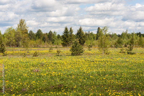 spring landscape with forest and meadow