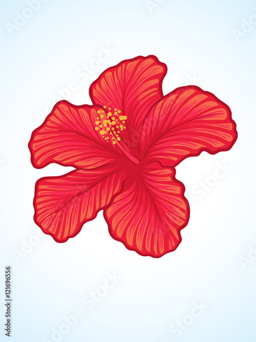 beautiful hibiscus flower in detailed hand drawn illustration