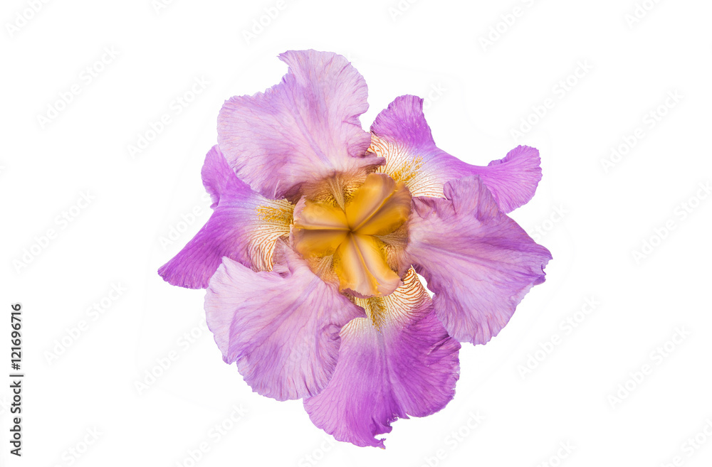 Naklejka premium iris flower