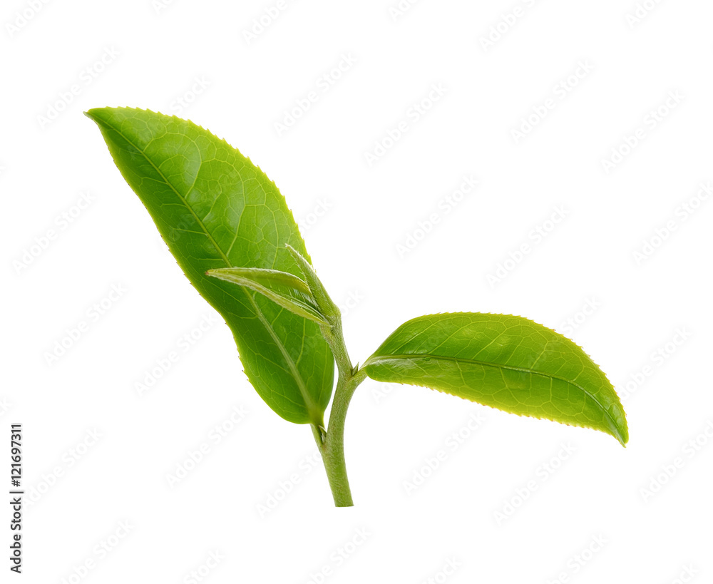 Obraz premium green tea leaf isolated on white background