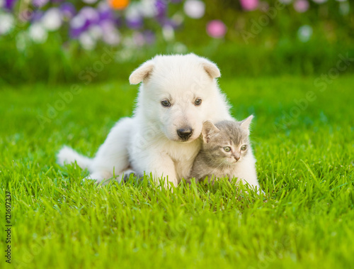 White Swiss Shepherd`s puppy lying with kitten on green grass © Ermolaev Alexandr