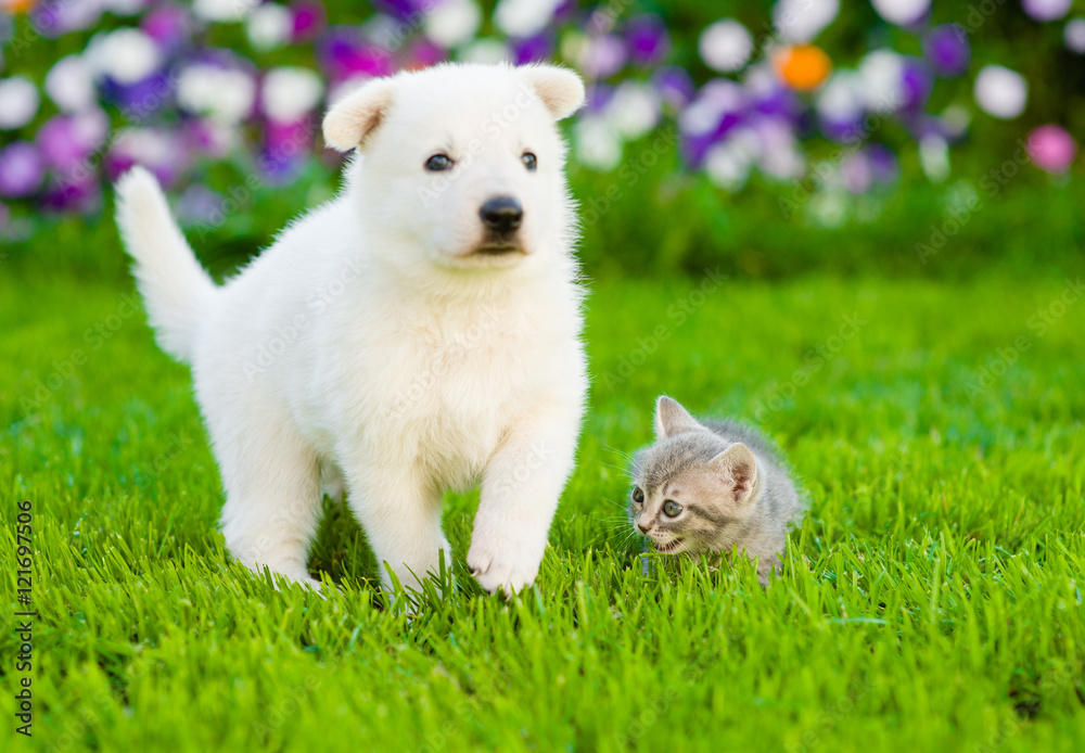 White Swiss Shepherd`s puppy and kitten on green grass