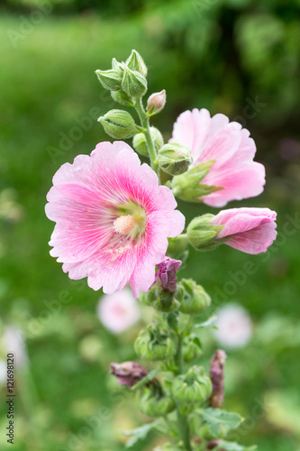 Hollyhock
