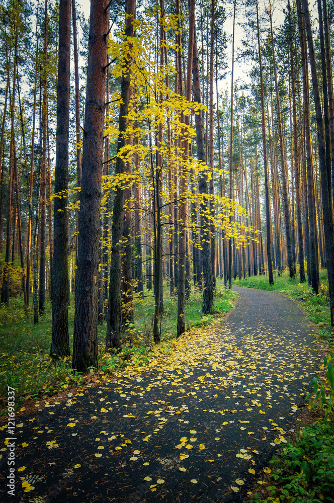 Fototapeta premium тенистый осенний лес с парковой дорожкой 