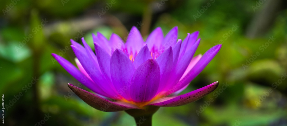 Water Lily Water Lily