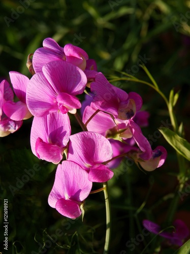 lila flowers of sweet pea climbing plant