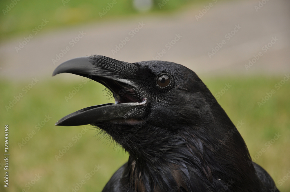 Naklejka premium common raven (Corvus corax)
