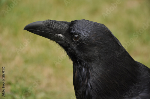 common raven  Corvus corax 