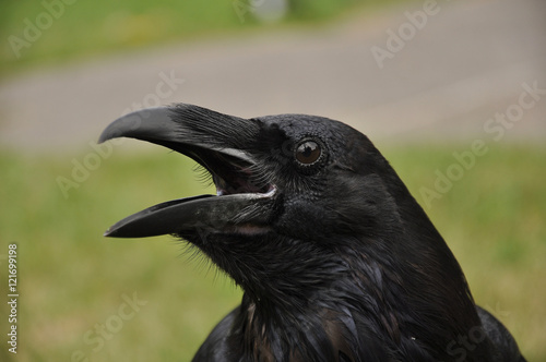 common raven  Corvus corax 