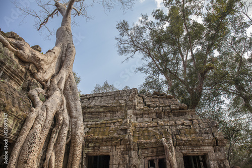 Secular giant spung tree roots growing the walls of Ta Prohm temple, Angkor, Cambodia