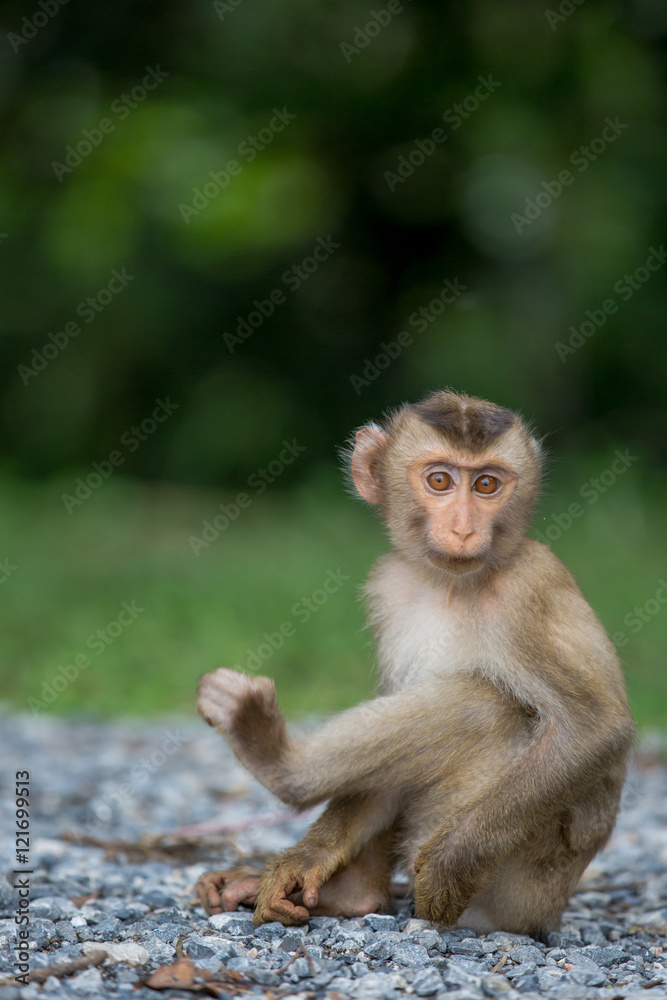 baby monkey is sitting alone.