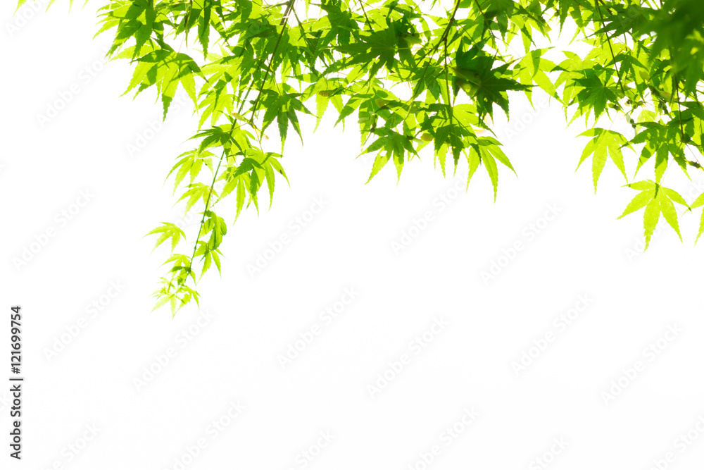 Green leaves isolated on white. Green leaves isolated on white.