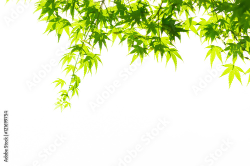 Green leaves isolated on white.