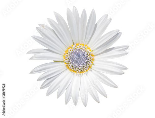 white chamomile flower with purple pistil isolated on white