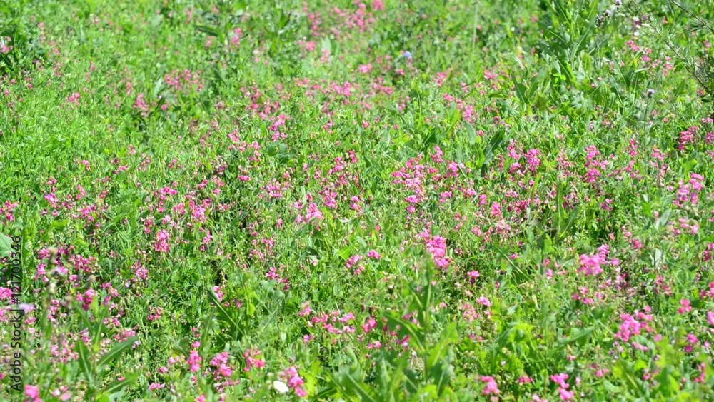Fragment of beautiful meadow with wild flowers, Russia Fragment of beautiful meadow with wild flowers, Russia