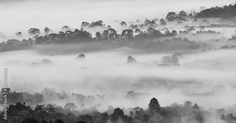 Naklejka premium Morning fog in dense tropical rainforest in black and white style, Misty forest landscape at Khao Yai national park