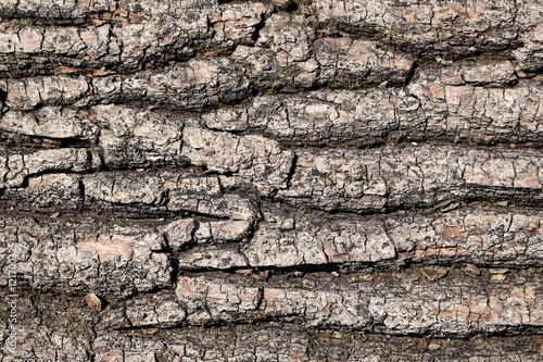 Texture - a bark of an old oak