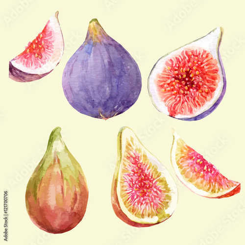 Watercolor hand drawn figs
