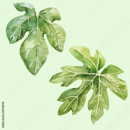 Watercolor hand drawn fig leaves