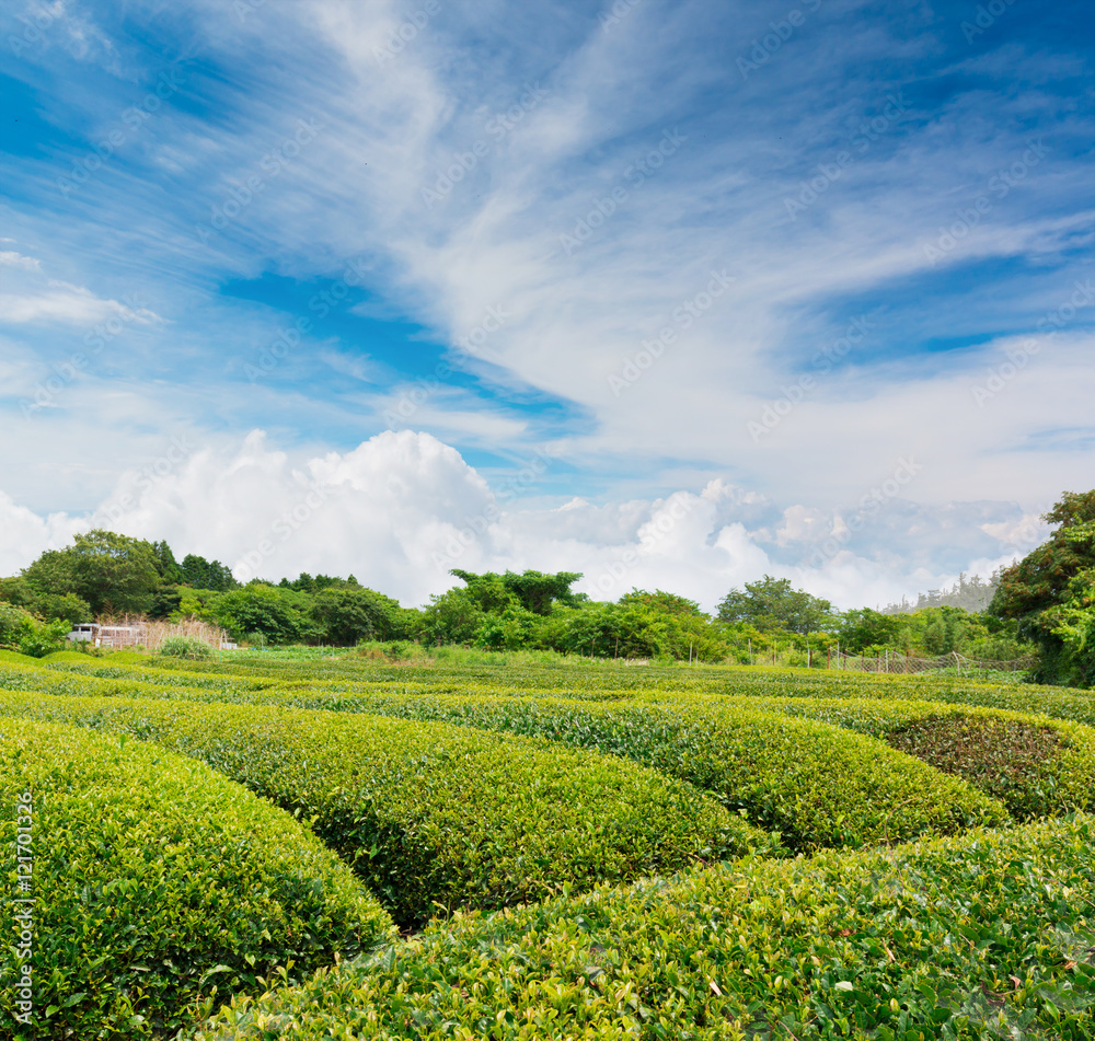 Green tea plantation in spring season in japan.