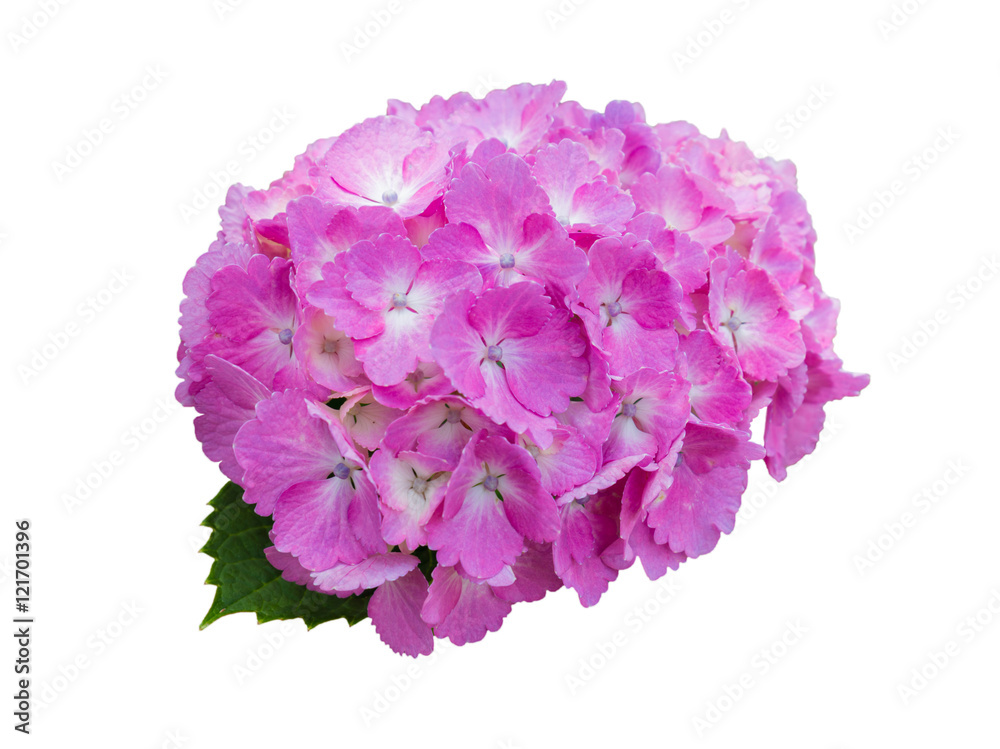 Beautiful Hydrangeas purple flowers isolated on white. Beautiful Hydrangeas purple flowers isolated on white.