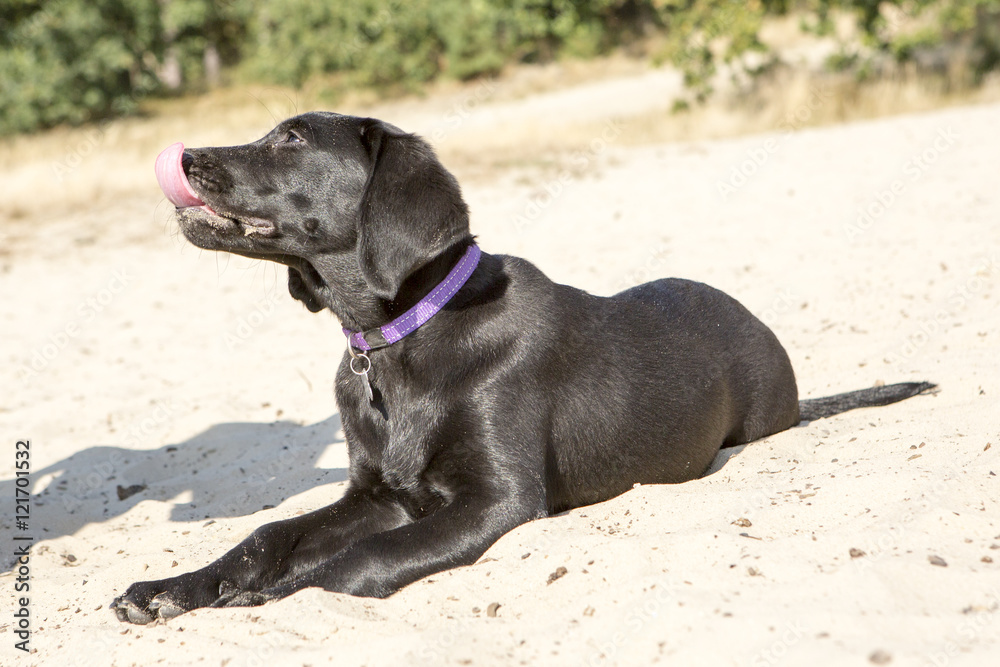 Labrador likt zand van haar neus.