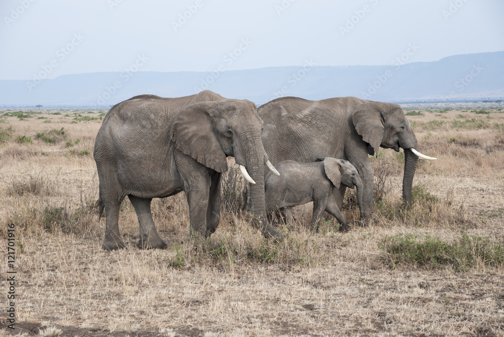 Manada de elefantes africanos (Loxodonta africana) con su cría caminando por Masai Mara, kenia, Africa