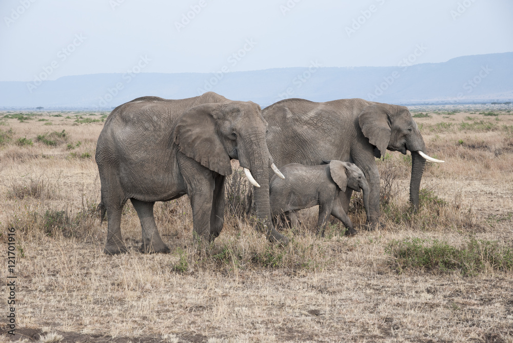 Manada de elefantes africanos (Loxodonta africana) con su cría caminando por Masai Mara, kenia, Africa Manada de elefantes africanos (Loxodonta africana) con su cría caminando por Masai Mara, kenia, Africa