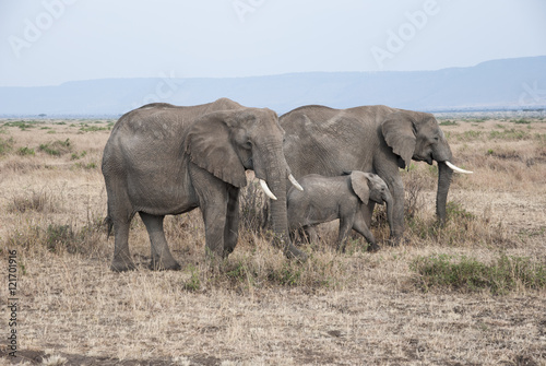 Manada de elefantes africanos (Loxodonta africana) con su cría caminando por Masai Mara, kenia, Africa photo