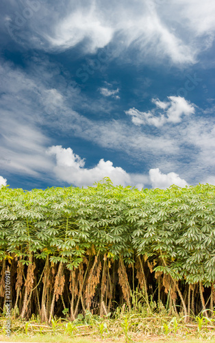 cassava tree and sky photo