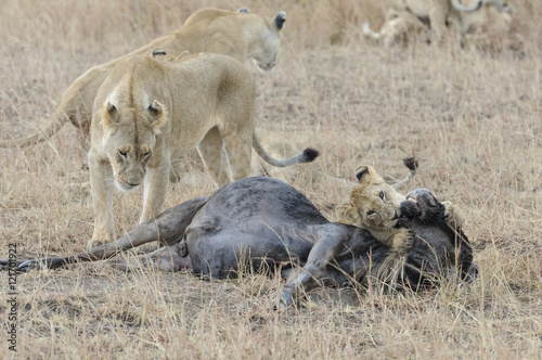 Familía de leones comiendo un ñu en Masai Mara, Kenia