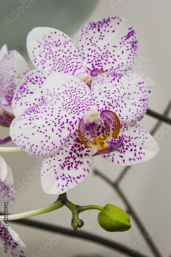Canvas Print flowers orchids