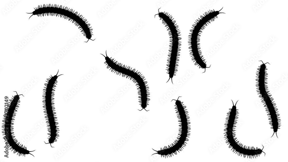 Swarm of centipedes, CG animated silhouettes on white, seamless loop Swarm of centipedes, CG animated silhouettes on white, seamless loop