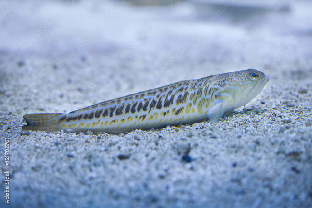 Greater weever (Trachinus draco).