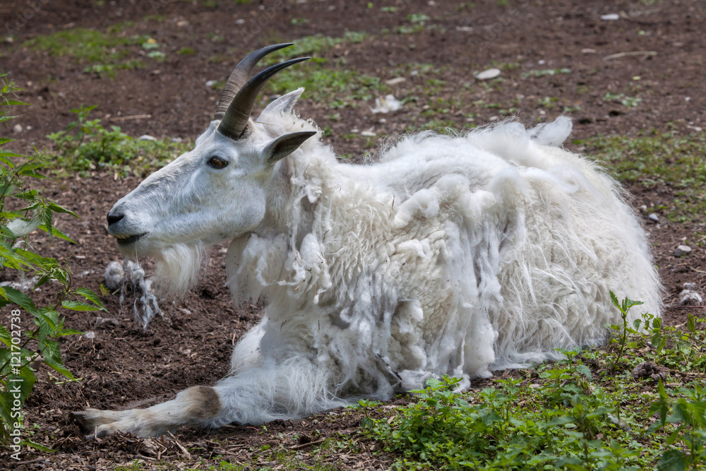 Fototapeta premium Mountain goat (Oreamnos americanus)