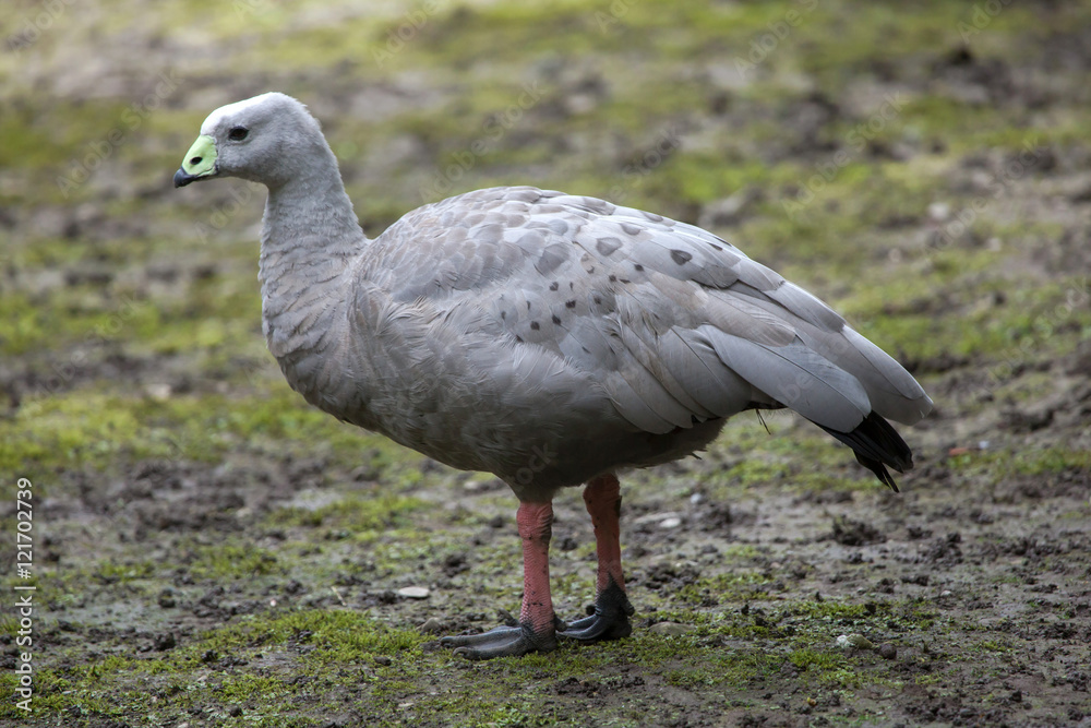 Cape barren goose (Cereopsis novaehollandiae). Cape barren goose (Cereopsis novaehollandiae).