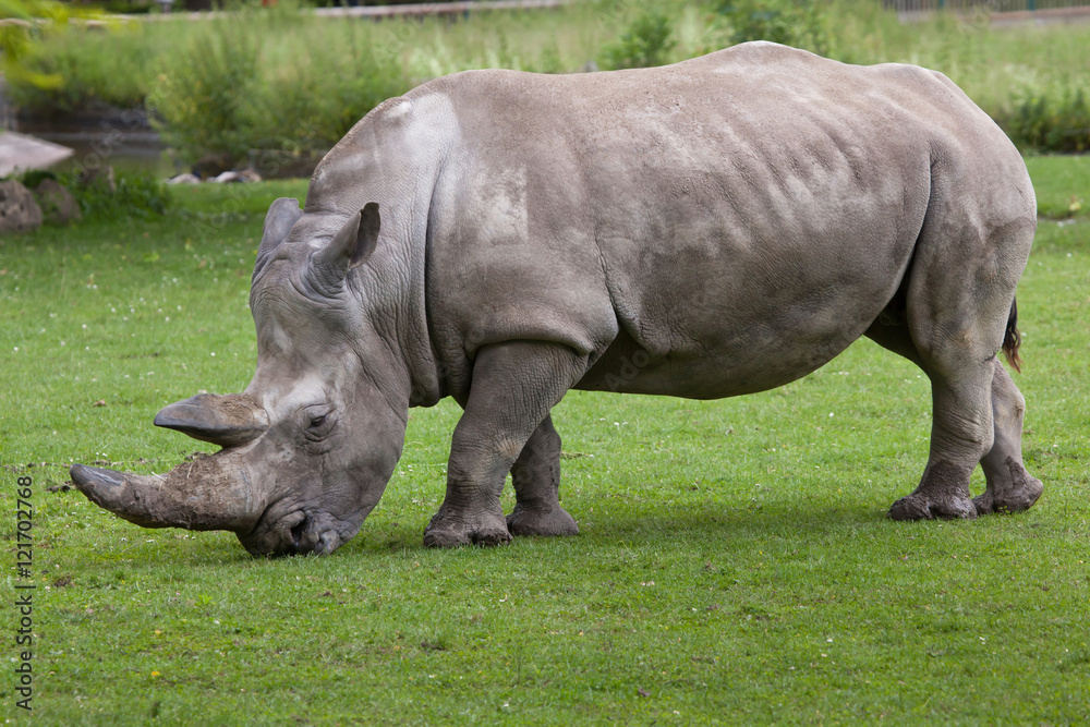 Obraz premium Southern white rhinoceros (Ceratotherium simum simum).