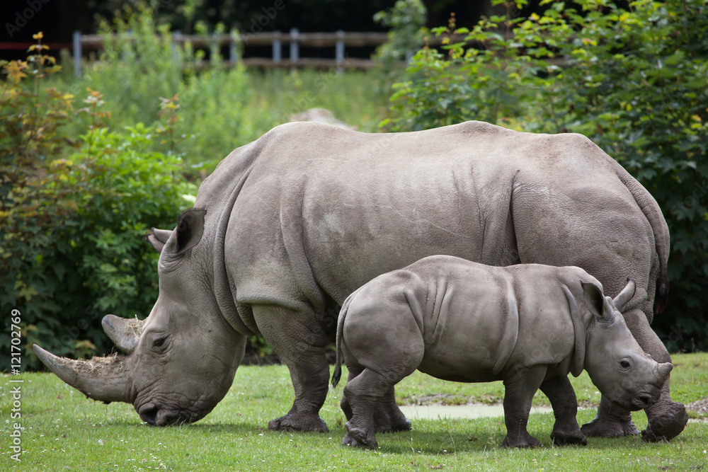 Southern white rhinoceros (Ceratotherium simum simum). Southern white rhinoceros (Ceratotherium simum simum).