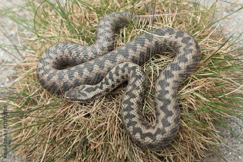 Obraz premium European viper (Vipera berus).