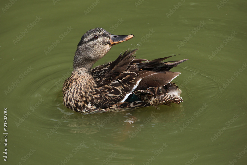 Wild duck (platyrhynchos), also known as the mallard. Wild duck (platyrhynchos), also known as the mallard.