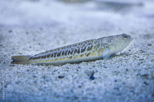 Obraz na płótnie Greater weever (Trachinus draco). w salonie