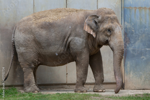 Indian elephant (Elephas maximus indicus).